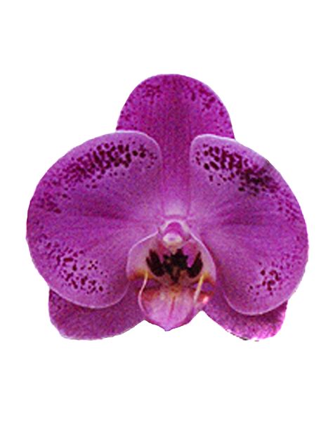 hermes orchid|Hermes Orchid Hung Tien Enterprise Co., LTD..